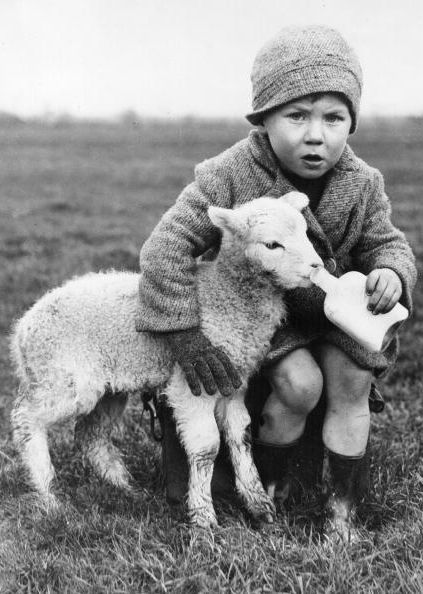 9th January 1937:  Lamb being bottle fed by a very young farmer.  (Photo by Fox Photos/Getty Images)